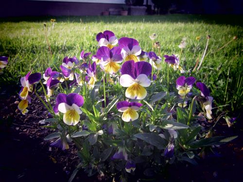 flower garden grass