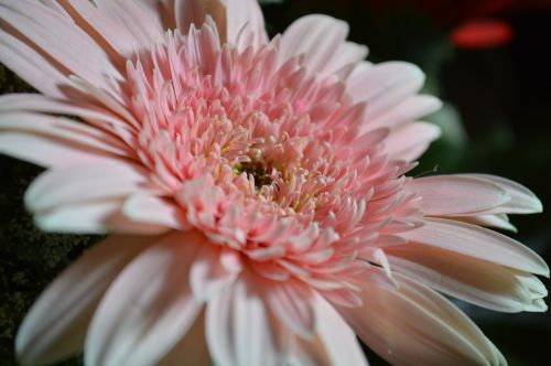 flower pink daisy