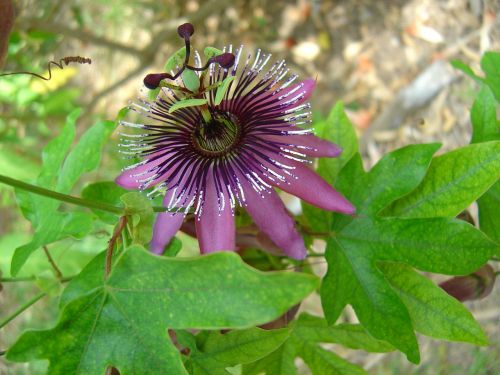 passion flower blossom bloom