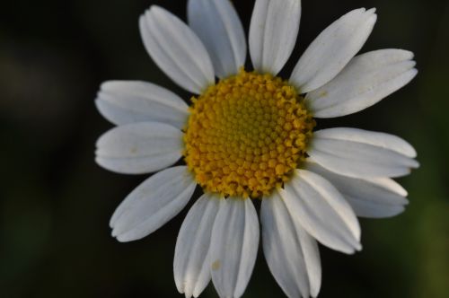 flower margarite nature