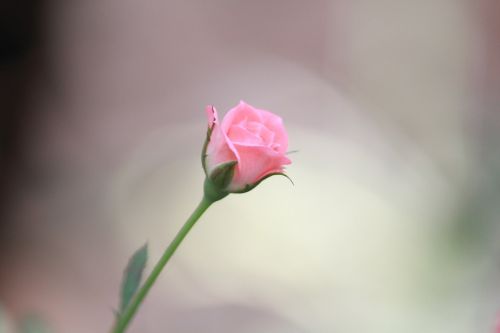 flower rose pink