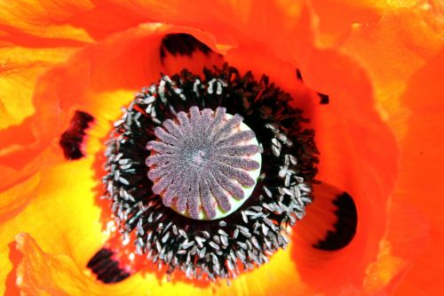 flower macro poppy