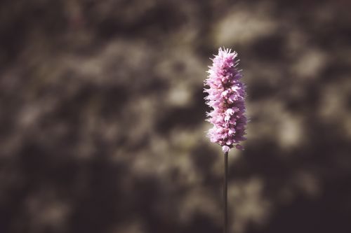 flower park plant purple