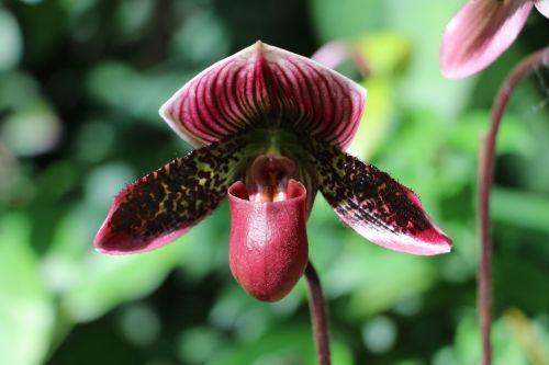 orquidea flower garden