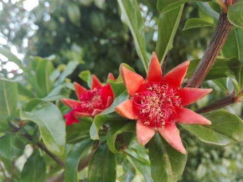 flower pomegranate plant