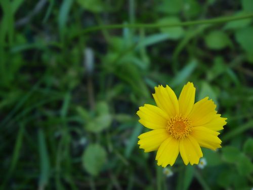 flower yellow spring