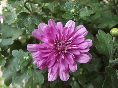 flower chrysanthemum purple