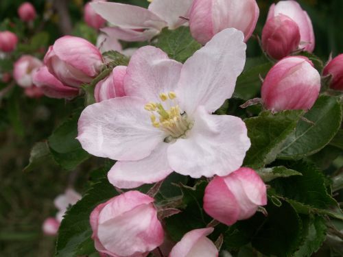 flower apple spring