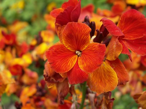 flower nasturtiums summer