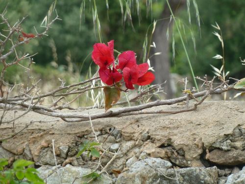 flower wall south