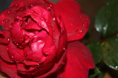flower red roses drop