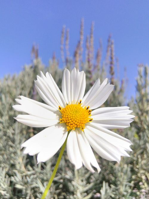 flower spring flowers nature