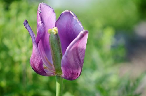 flower plant blossom