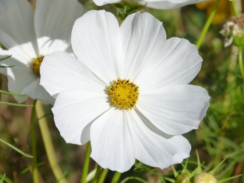 flower white flower white cosmos