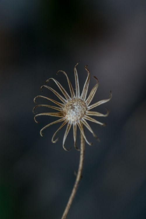 flower autumn dead