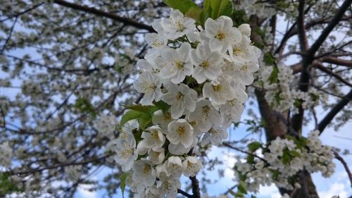 flower nature beauty