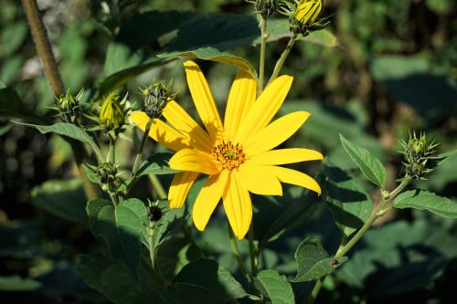 flower yellow plant