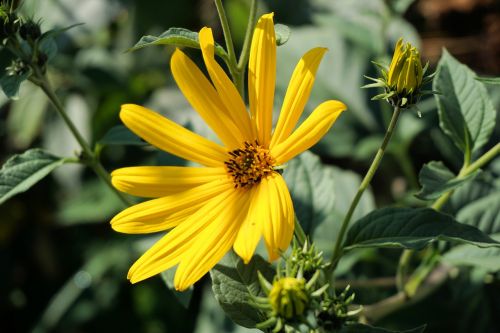 flower yellow plant