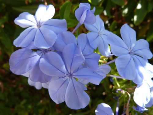 flower petal leaf