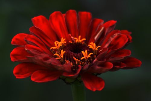 flower red nectar