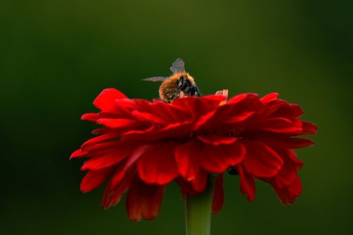 flower red hummel