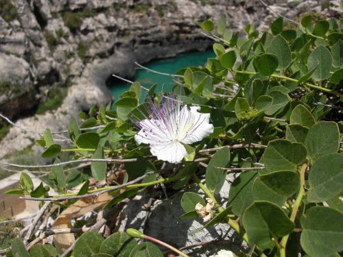 flower leaf plants