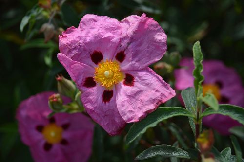 flower eglantine thorns