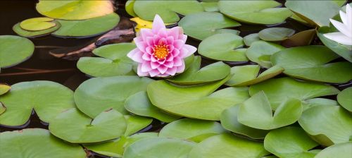 flower lily pond