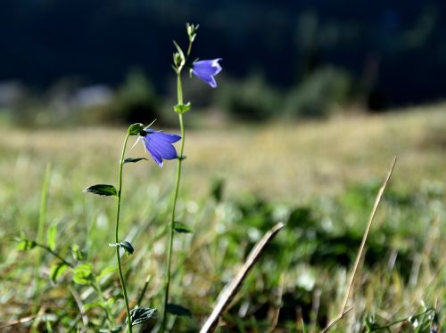 flower meadow blue