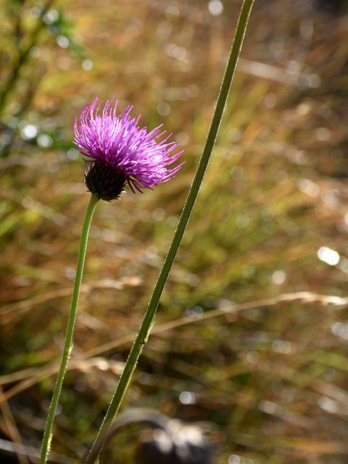 flower meadow close