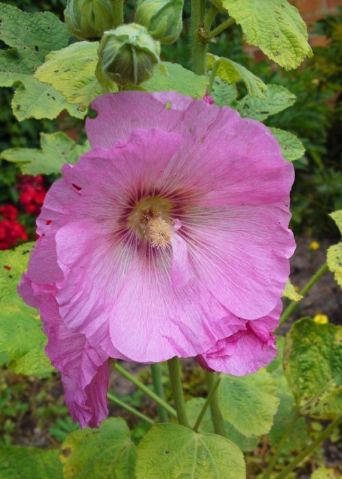 flower nature pink