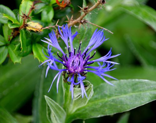 flower blue flora