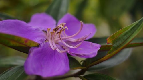 flower violet jardiniere