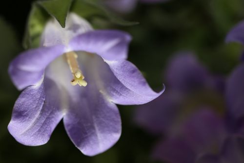 flower purple purple flower