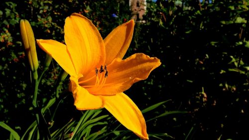 flower yellow yellow flower