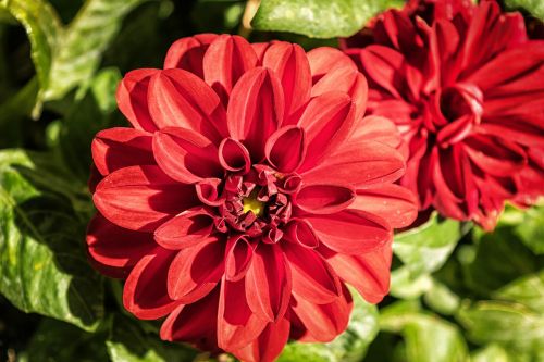 flower dahlia blossom