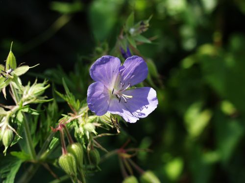 blossom bloom weed