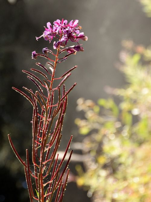 flower dewdrop blossom