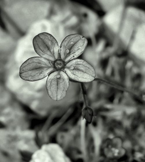flower fragile grey