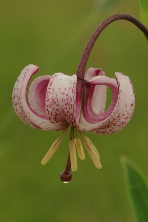 blossom bloom martagon lily