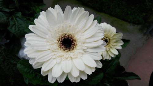 flower gerbera white