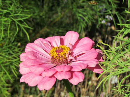 flower yellow nature