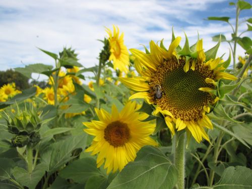 flower sunflower blossom