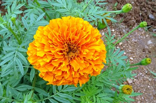 flower marigold orange