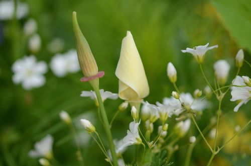 flower yellow nature