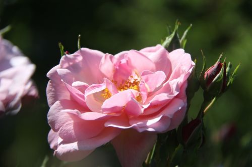 flower rose pink rose