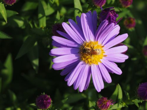 flower insect nature