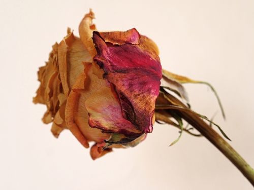 flower rose dry