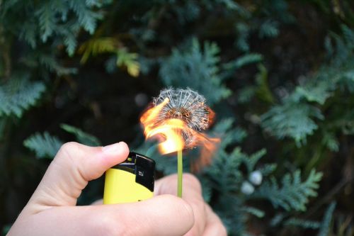 flower fire flammable