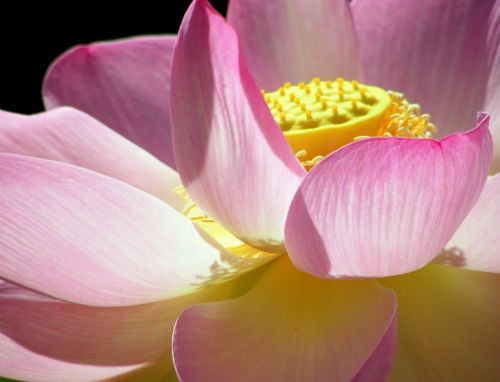 flower lotus pink